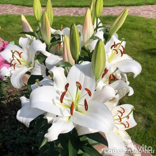 Саженцы лилии