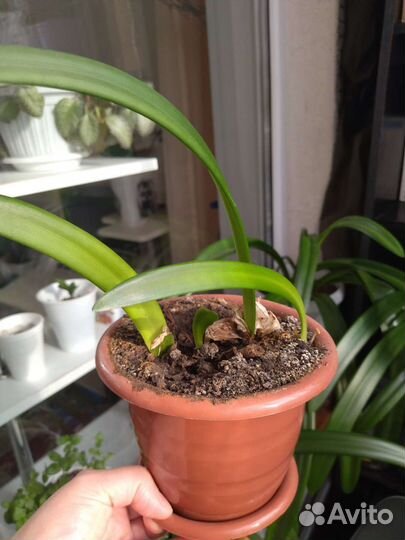 Гиппеаструм. Комнатная лилия