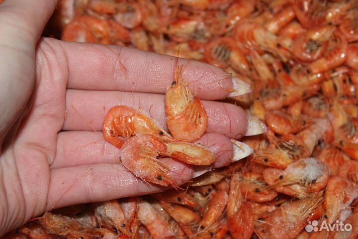 Креветка азовская малого размера