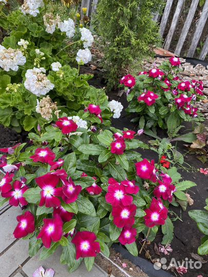 Катарантус