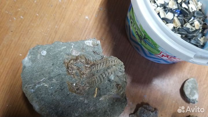 Окаменелости