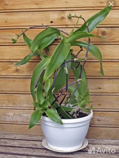 Каллизия душистая (золотой ус)