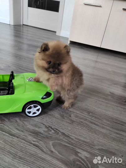 Щенки померанского шпица