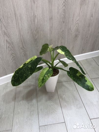 Имбе Вайт Марбл