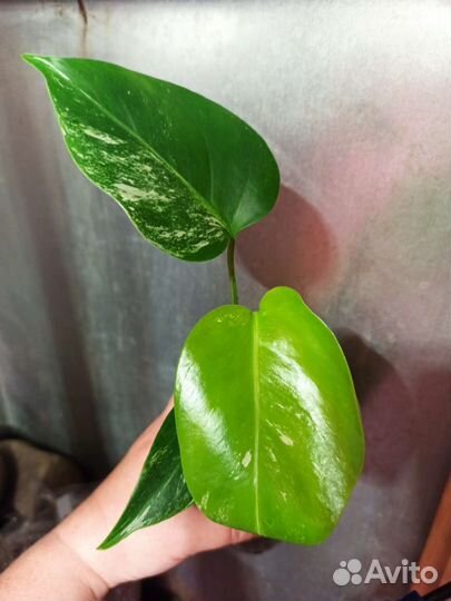 Монстера вариегатная альба