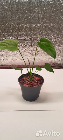 Антуриум Ванила