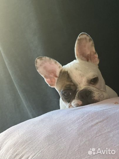 Французский бульдог