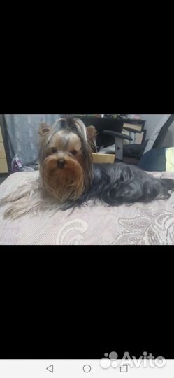 Йоркширский терьер щенки