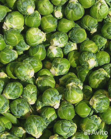 Капуста брюссельская Розелла 0,2 гр цв.п