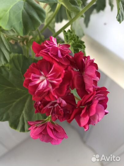 Герань, пеларгония -срез