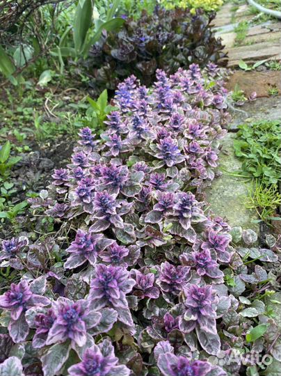 Живучка Аюга