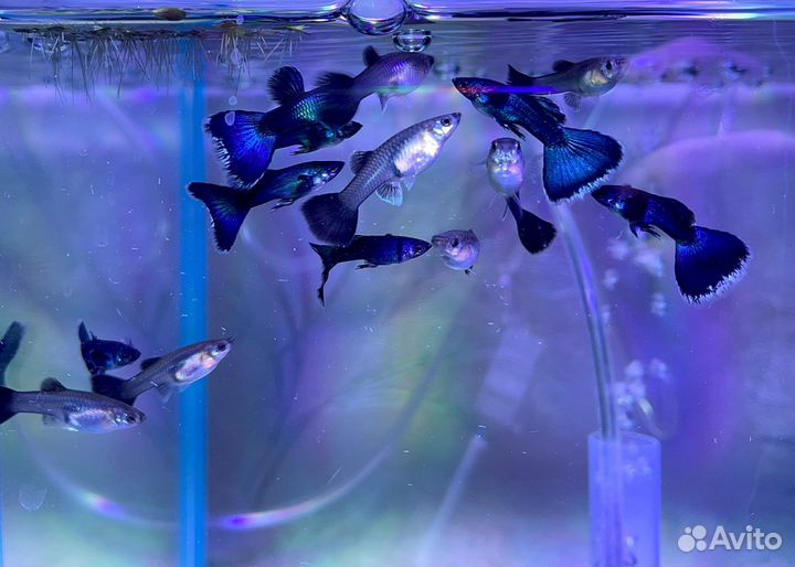 Гуппи московские сине-зелёные, черно-синие