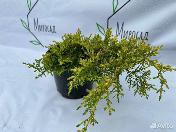 Можжевельник Голд Стар