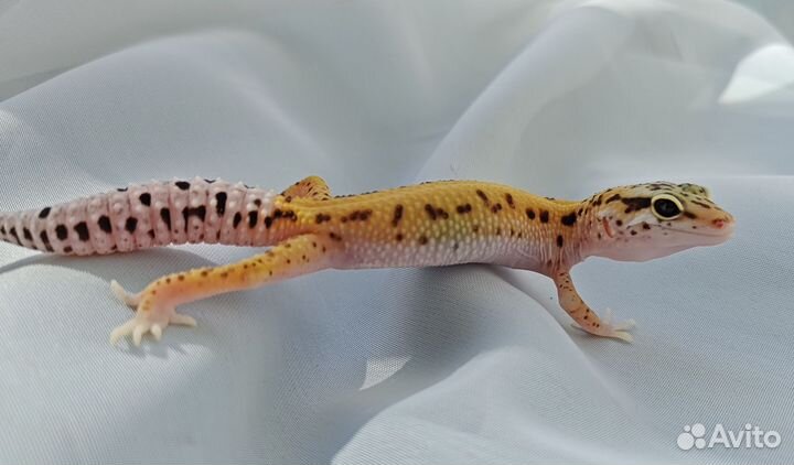 Геккон эублефар