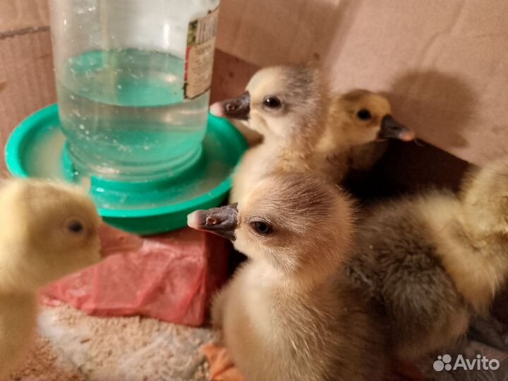 Цыплята и гуси