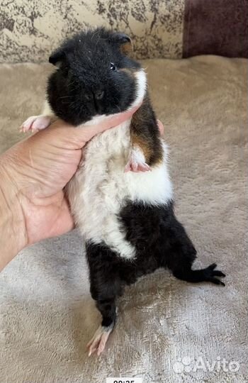 Морские свинки американский тедди