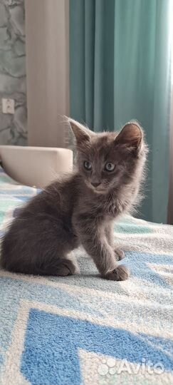 Кошка в дар