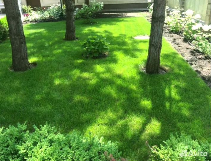 Рулонный газон 