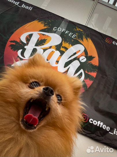 Готовый бизнес франшиза Bali Island Coffee