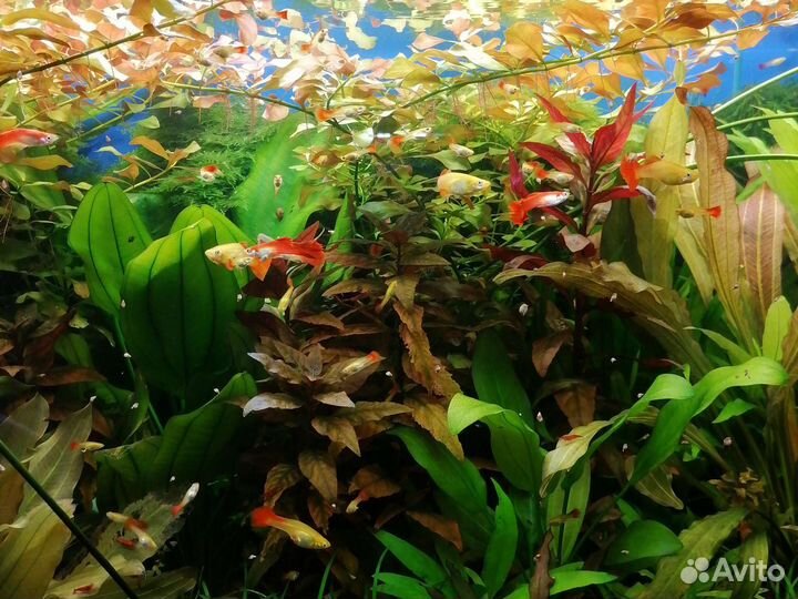 Гуппи, креветки, корм