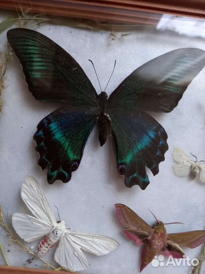 Бабочки в рамке