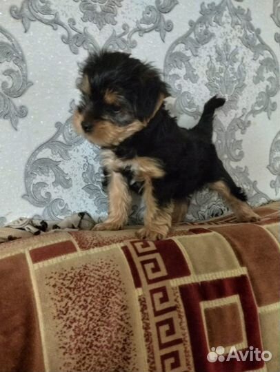 Йоркширский терьер