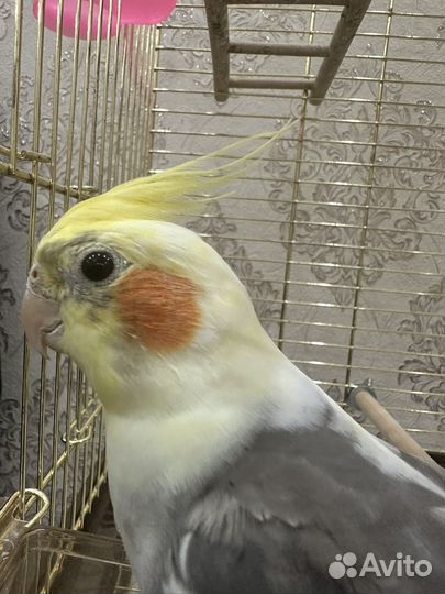 Попугай Корелла