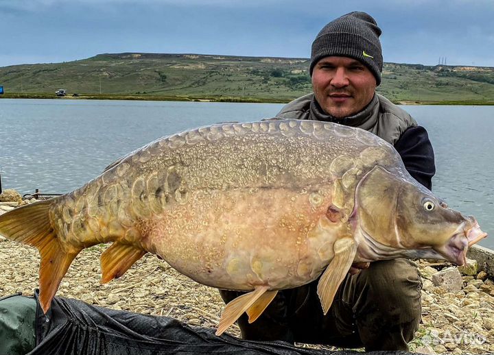 Ферментированную кукуруза и зерновые (пшеница, гор