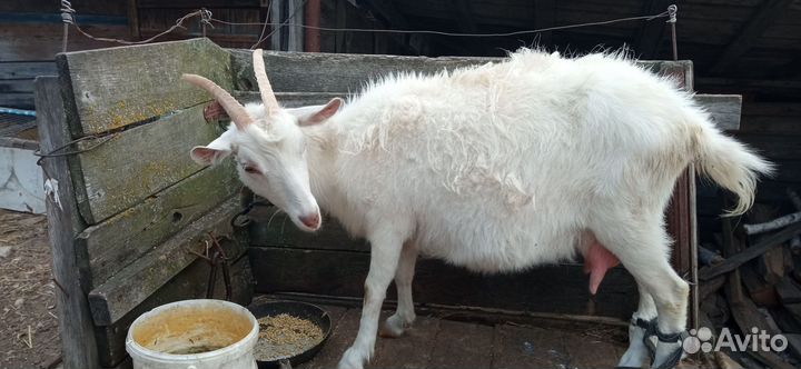 Продаются козы
