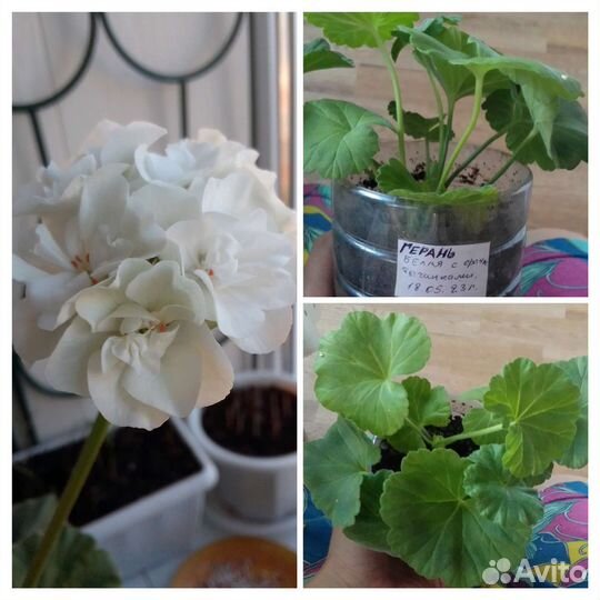 Пеперомия,эпипремнум,каланхоэ,бегония,герани,фиалк