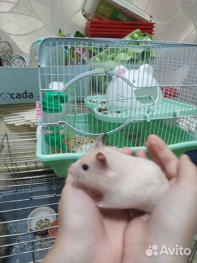 Сирийский хомяк с клеткой