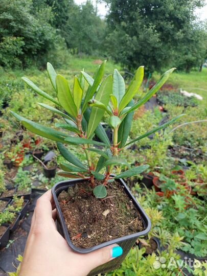 Рододендрон Гаага