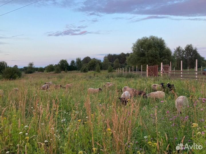 Овцы баран овца романовские