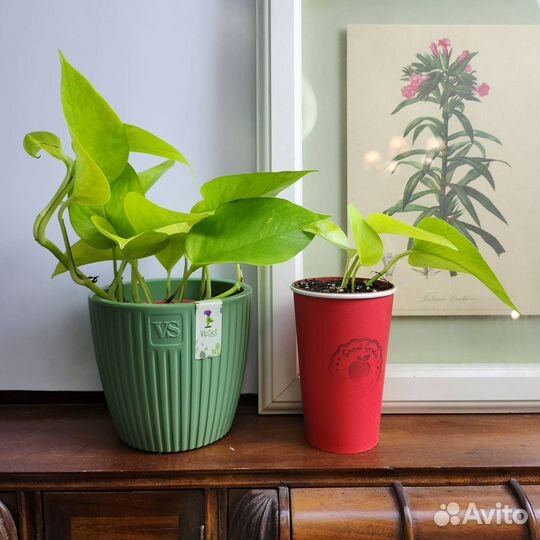 Эпипремнум Неон - яркая неприхотливая лиана