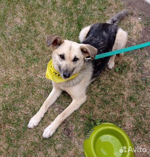 Собачка Дакота в добрые руки