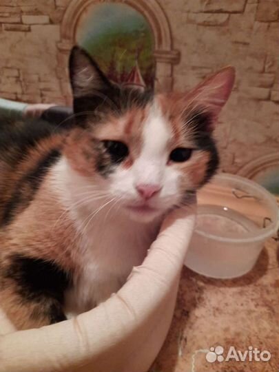 Кошечка очень ласковая