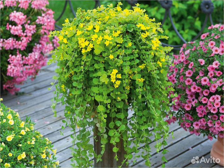 Вербейник монетчатый и (весной) Лисимаха