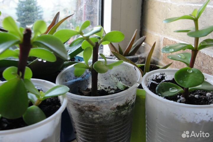 Красулла Хоббит,толстянка