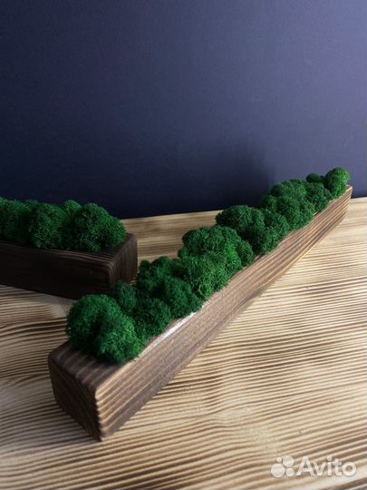 Кашпо со мхом для декора дома