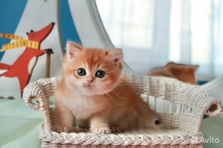 Британский мальчик Манго