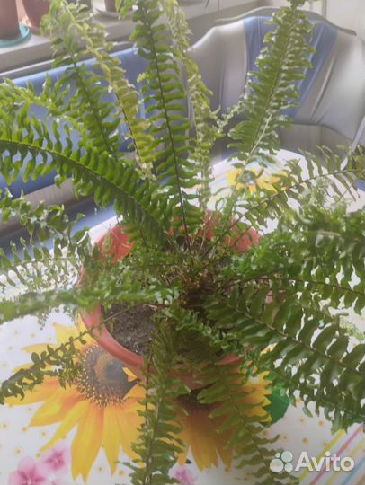 Папоротник