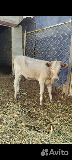 Телята бычки