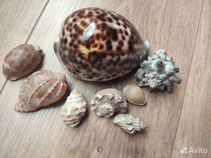 Морские ракушки раковины