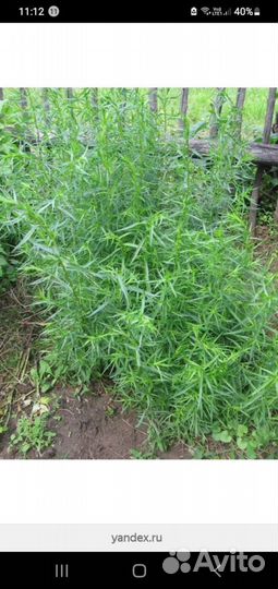 Эстрагон тархун