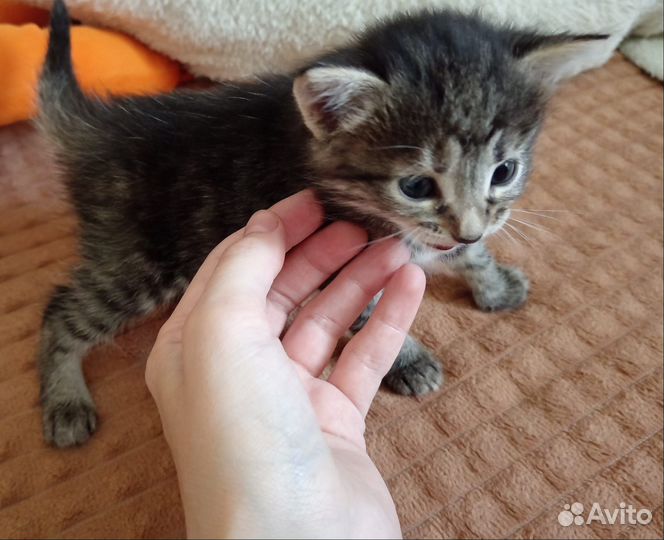 Котята в добрые руки бесплатно