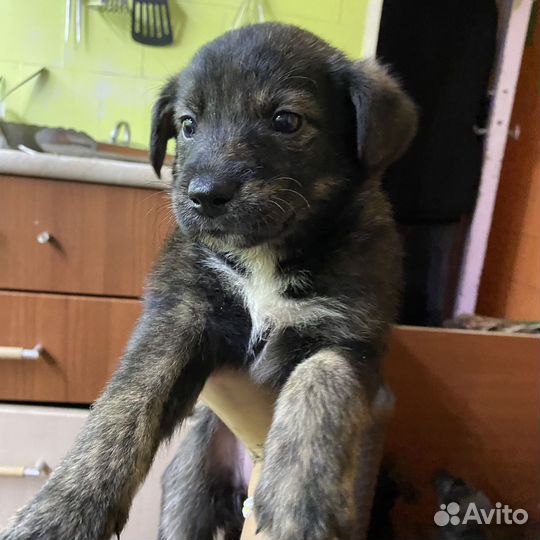Щеночки в добрые руки