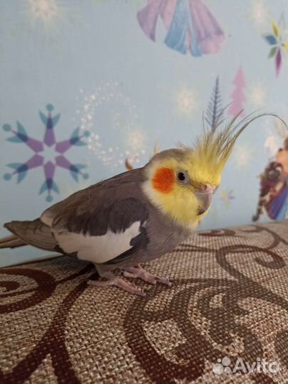 Пара корелл