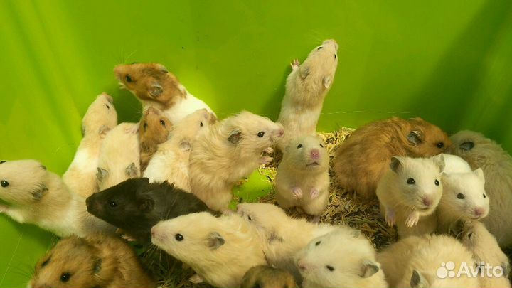 Джунгарский хомяк и сирийский хомяк