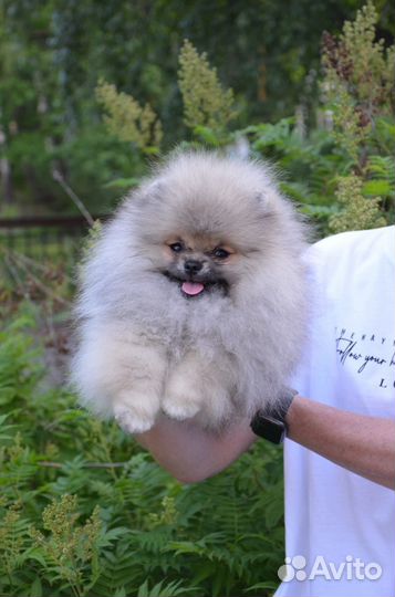 Шпиц мини мальчик