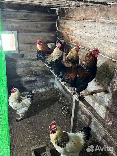 Куры брама семья